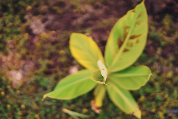 Banana Agriculture field in india.
