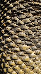 silhouette de palmier et tronc et écorces vus de près (effet matière)