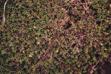 colorful Fresh basil leaf at garden