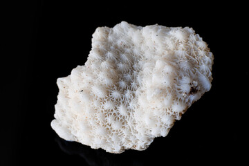 Closeup shot of the dried coral skeleton shell. High quality photo