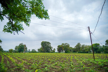 Banana Agriculture field in india.