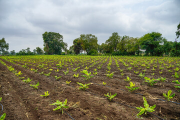 Banana Agriculture field in india.