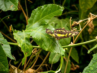 butterfly on leaves