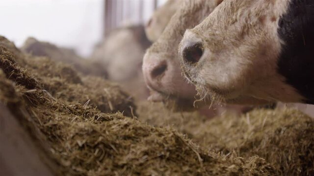 AGRICULTURE - Cow muzzles eating fodder in cowshed, slow motion close up