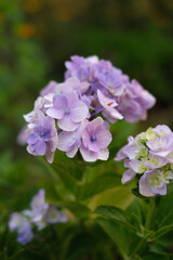 Fototapeta na wymiar 雨上がり、庭の紫陽花には雨粒が残る。梅雨の時期の楽しみ。ピンクの紫陽花の花言葉は「元気な女性」「強い女性」