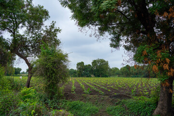 Fototapeta na wymiar Banana Agriculture field in india.