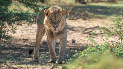 MALE LION