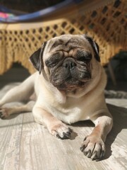 english bulldog puppy