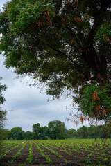 Banana Agriculture field in india.