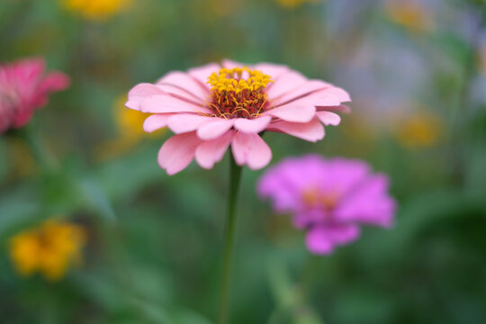 百日草 ジニア Images Browse 851 Stock Photos Vectors And Video Adobe Stock