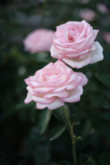 初夏、庭に咲くピンクのばら。花言葉は「しとやか」「上品」「可愛い人」「美しい少女」「愛の誓い」「感銘」