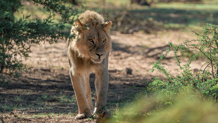 LION KHALAHARI