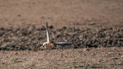 FLYING BIRD