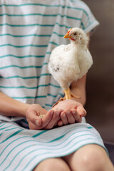 Huhn auf dem Arm