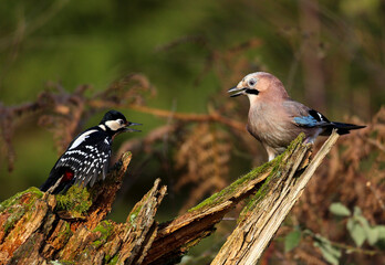 Obraz premium Le pic épeiche et le geai.