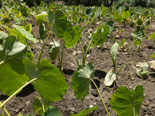 Closeup view of taro roots in the fileds or arbi crop farming