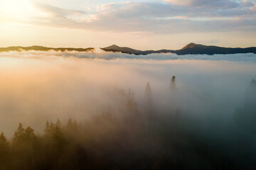 View from above of dark moody pine trees in spruce foggy forest with bright sunrise rays shining through branches in autumn mountains.