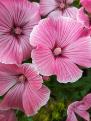 pink hibiscus flower