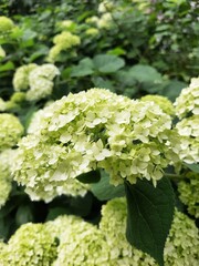 
hydrangea flowers