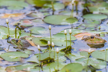 Two frogs pop their heads in the lotus pond.