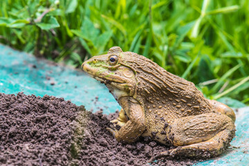 A frog sitting on the ground