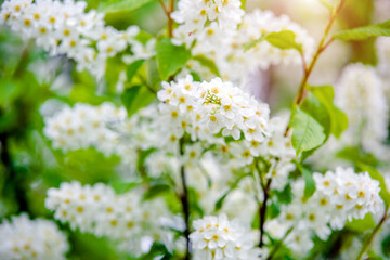 Bird cherry branches in the garden in spring
