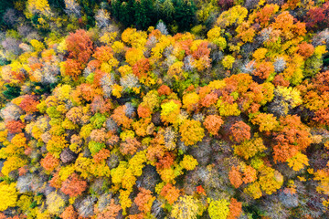 Aerial view of dense green pine forest with canopies of spruce trees and colorful lush foliage in autumn mountains.