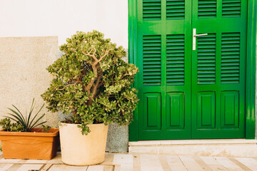 Crassula ovata, commonly known as jade plant, lucky plant, money plant or money tree next to a green door. Green potted plants as a decoration in front of the door 