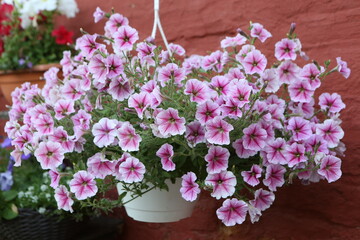 Pink, purple flowers of surfinia (ampelous petunia). Spring flowers. Floral postcard with pink surfinia. Garden, seasonal gardening. Purple surfinia blossom. Pink bloom of surfinia (ampelous petunia)