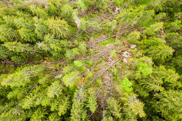 Top down aerial view of green summer forest with large area of cut down trees as result of global deforestation industry. Harmful human influence on world ecology.