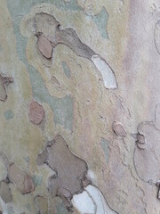 real old tree detail view texture_23422