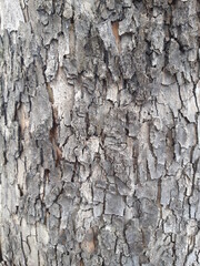 real old tree detail view texture_23423