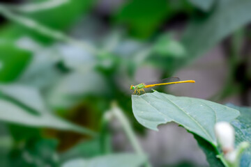 Yellow dragonfly sitting on a green leaf