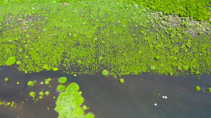 Tropical mangrove green tree forest view from above, trees, river. Mangrove landscape. Great Santa Cruz island. Zamboanga, Mindanao, Philippines.