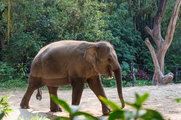 Giant elephants at the zoo