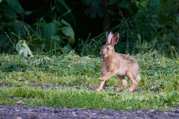 Wildkaninchen in urbaner Umgebung	