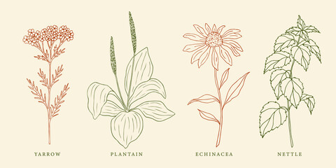 Set of hand drawn yarrow, plantain, echinacea and nettle - obrazy, fototapety, plakaty