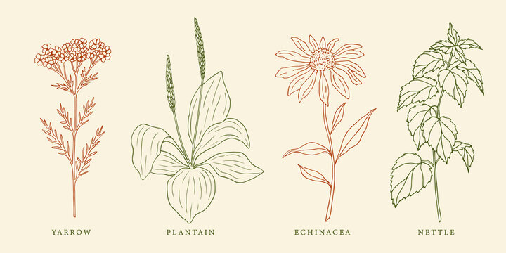 Set of hand drawn yarrow, plantain, echinacea and nettle