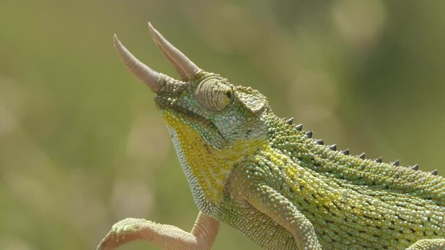 Close up, Chameleon on branch, eyes moving, searching.