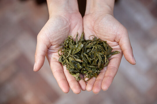 Woman holding wet tea leaves in hands