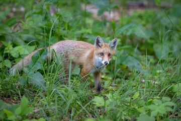 Naklejka na ściany i meble Young red Fox in grass . Vulpes vulpes
