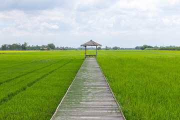 Fototapeta na wymiar bridge walkway on rice field whose destination is a hut for relaxing