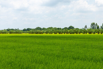 beautiful green rice fields with sky background