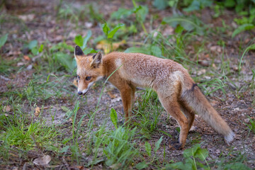 Young red Fox in grass . Vulpes vulpes