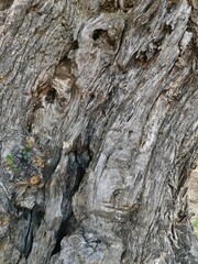 Textura de madera