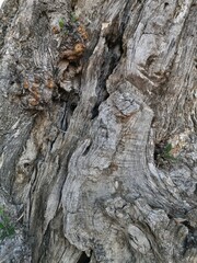 Textura de madera