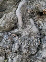 Textura de madera