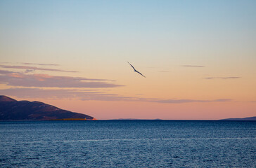 Möwe fliegt im Sonnenuntergang