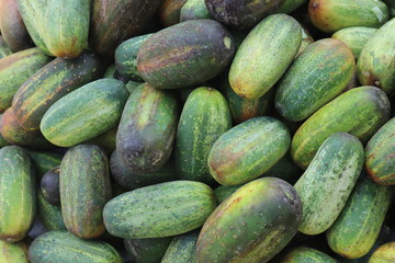  Heap of fresh harvested green cucumber for sale in market.J
