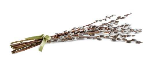 Beautiful blooming pussy willow branches on white background